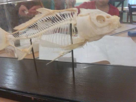 Stockport Museum in Vernon Park